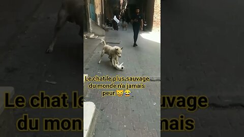 Le chat le plus sauvage du monde n'a jamais peur.😂🐱