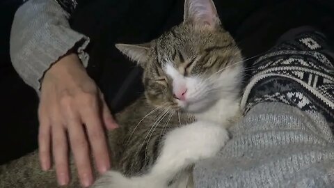 Cat Sleeps in My Arms