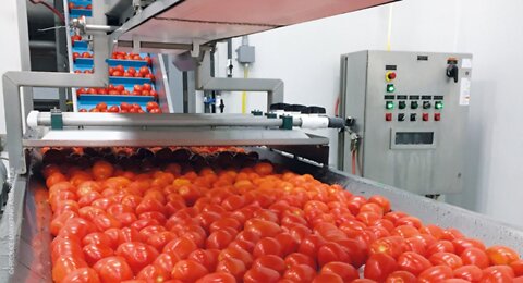 Watch how this machine sorts green tomatoes from red tomatoes