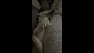 Twitchy sleeping dog