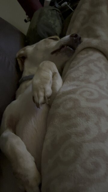 Twitchy sleeping dog