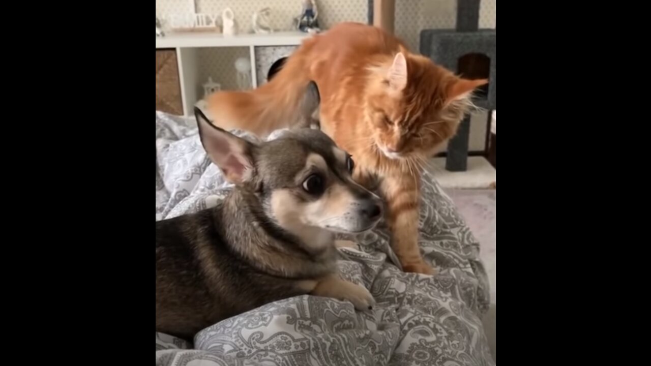 IF YOU LAUGH YOU MISS [VERY DIFFICULT] 😼🐶 Funny Animal Videos
