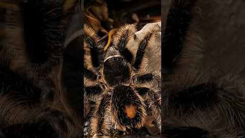 Tarantulas ARE Beautiful!