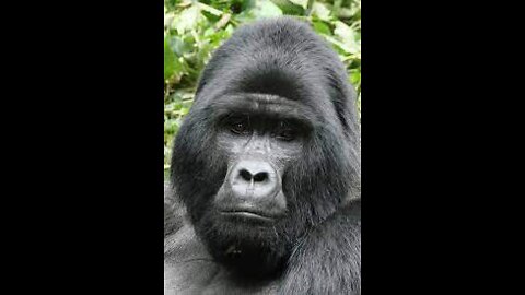 * GORILLA * | Animals For Kids |