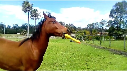 Funny Farm Animals 🐎🐃🐈🦮🤣 #funny #animal