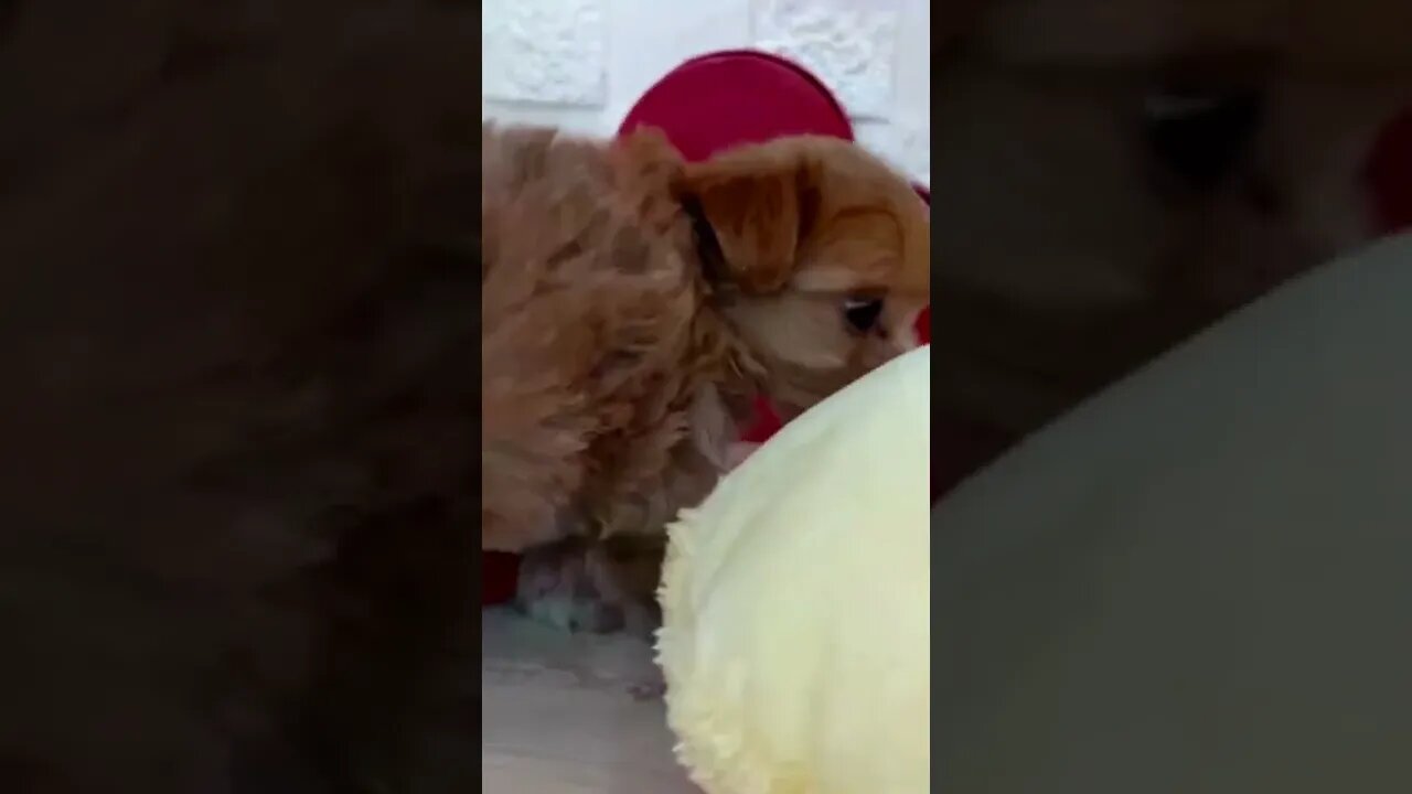 Funniest Cat and Dog Videos Compilation