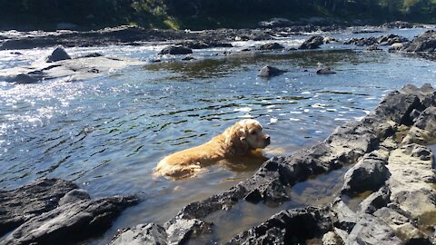 Trucs et conseils pour la sécurité des animaux