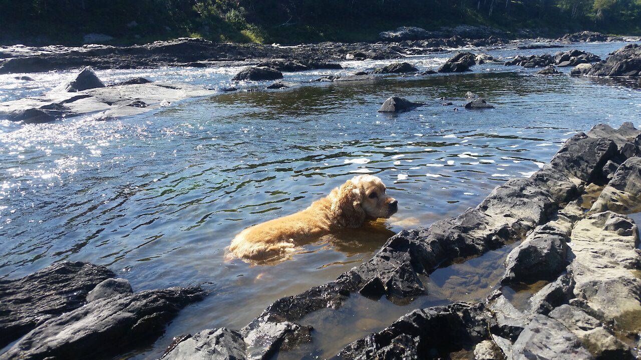 Trucs et conseils pour la sécurité des animaux