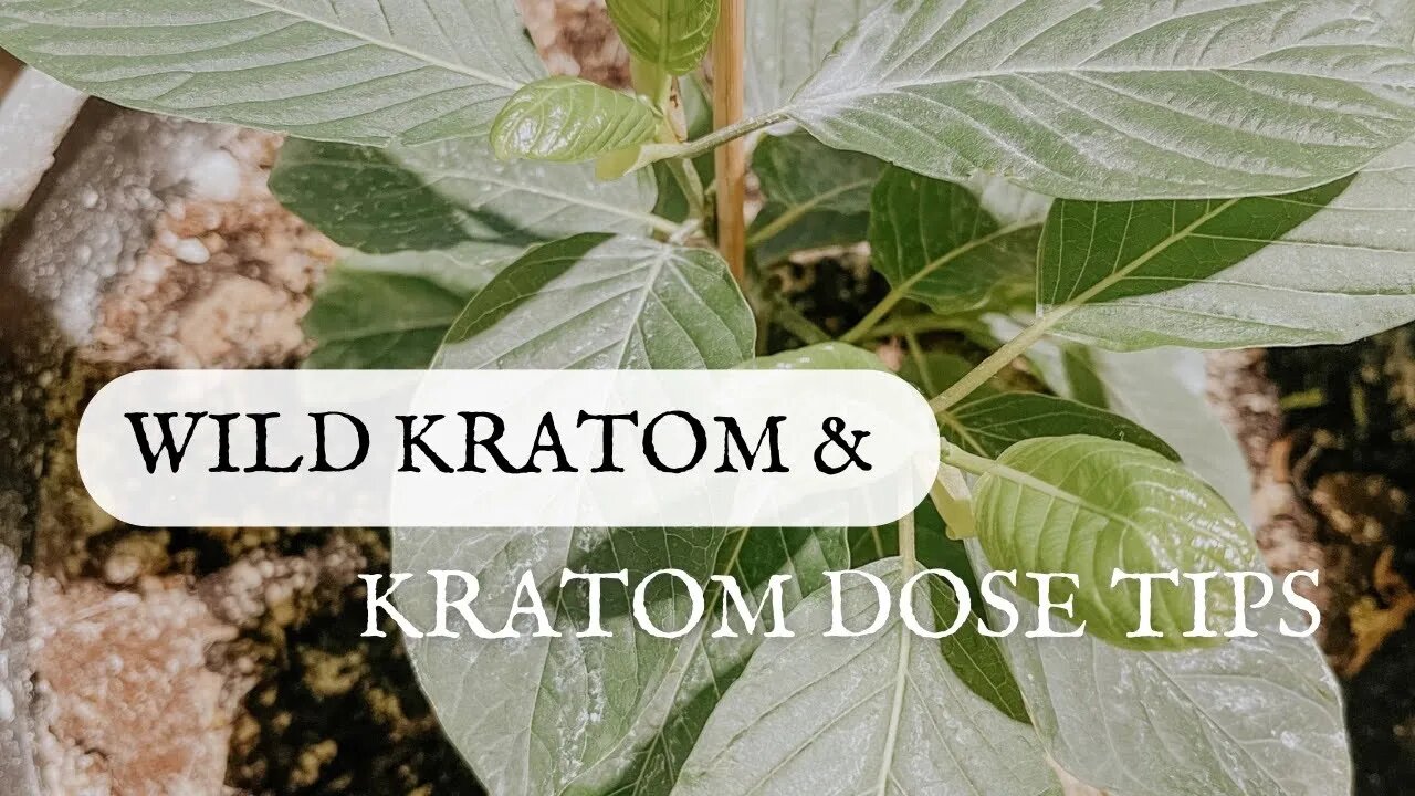 Kratom Facts & Wild Kratom