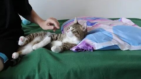 Little Cat Wants Pets
