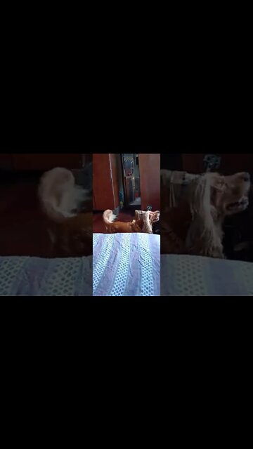 #dogshow , #animals , #dogs , #shorts