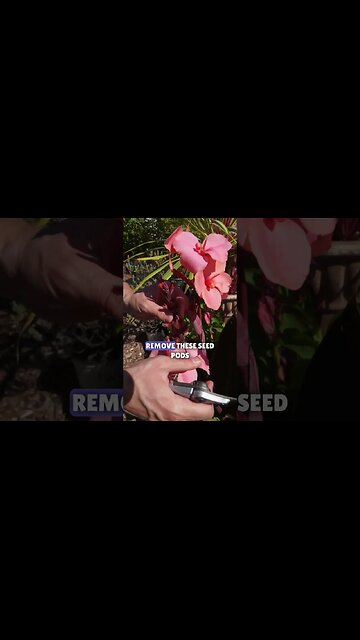 😉How To Deadhead Canna Lilies✂️