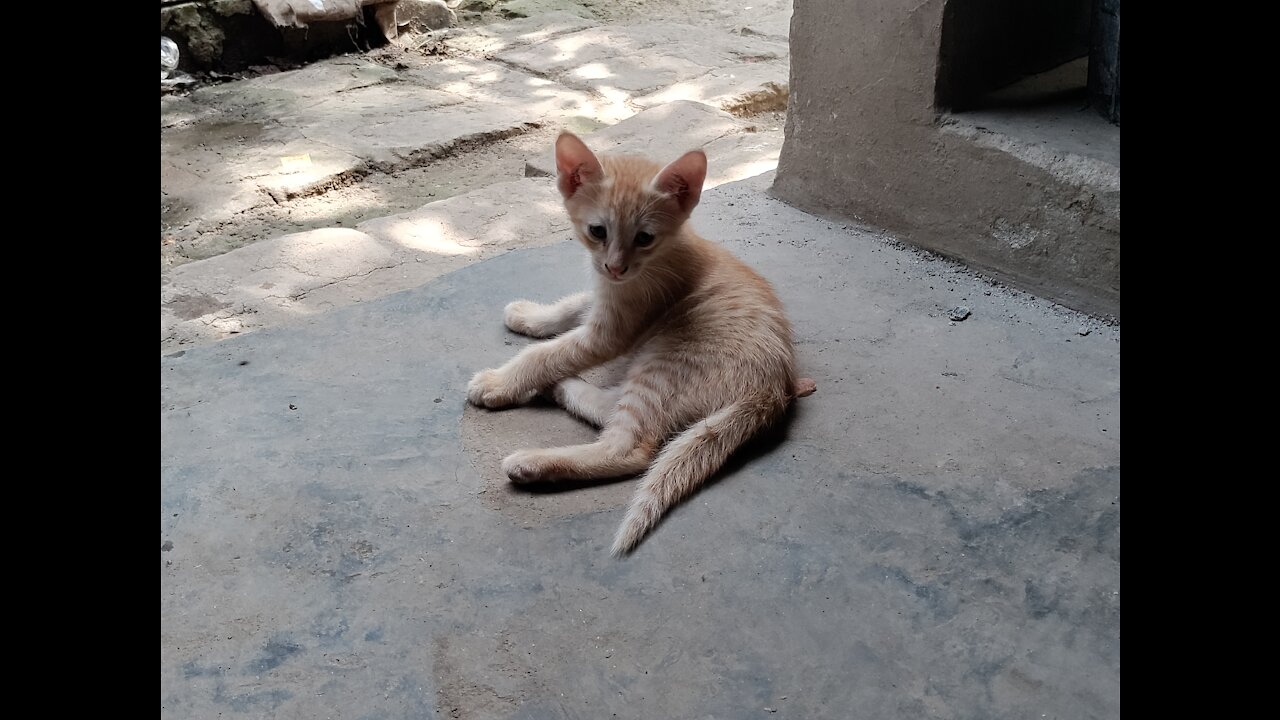 Playtime for kittens - don't want to stop playing