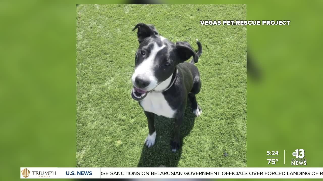 Pet of week: Energetic 9-month-old Pit Bull mix