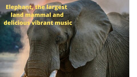 Relax listening to delicious vibrant music watching the Elephant, the largest land mammal