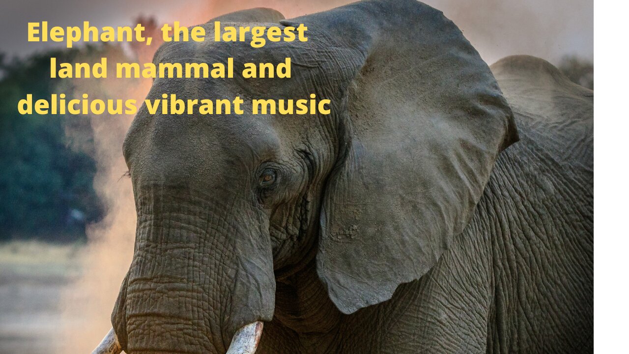 Relax listening to delicious vibrant music watching the Elephant, the largest land mammal