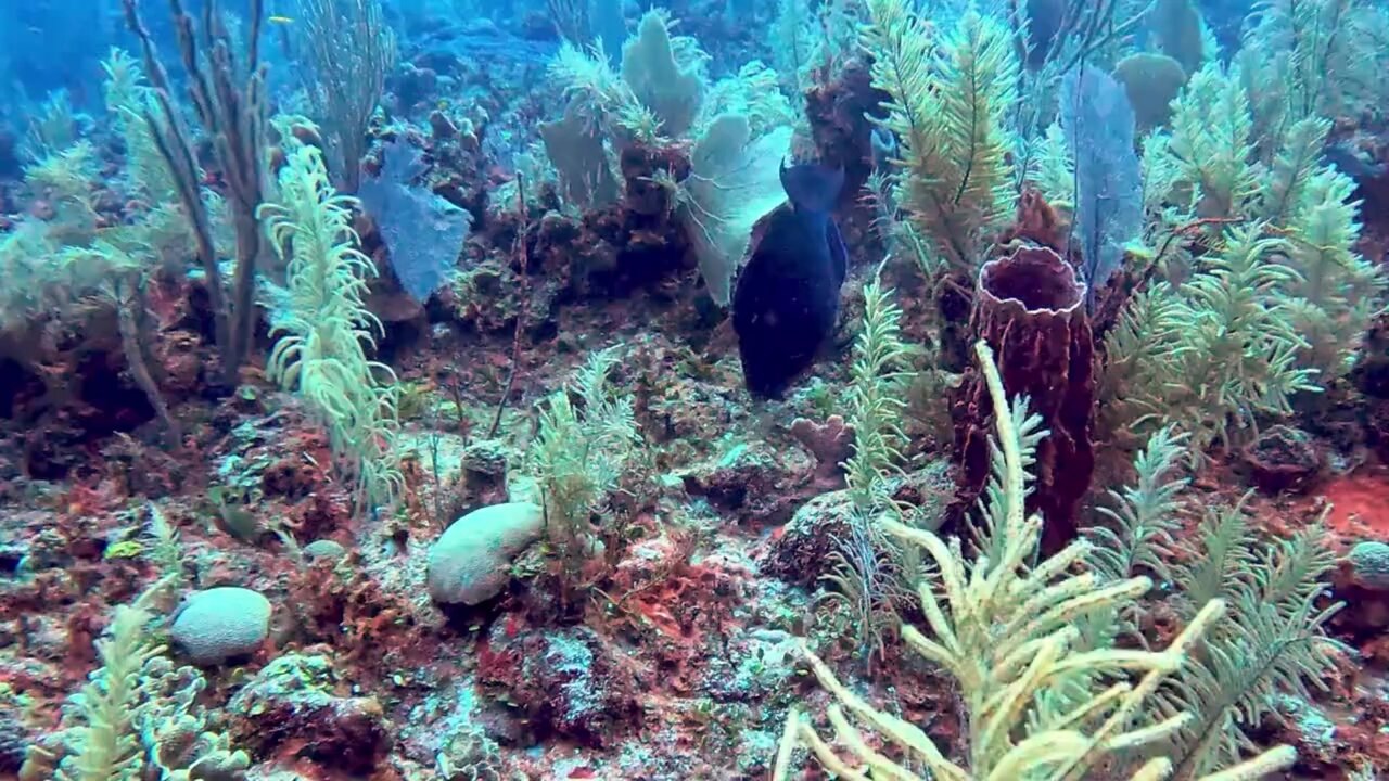 Midnight parrotfish is strikingly beautiful and elusive