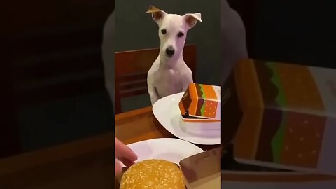 Funny Cat Crazzy Kitty #youtubeshorts #catfunnyvideo #shorts