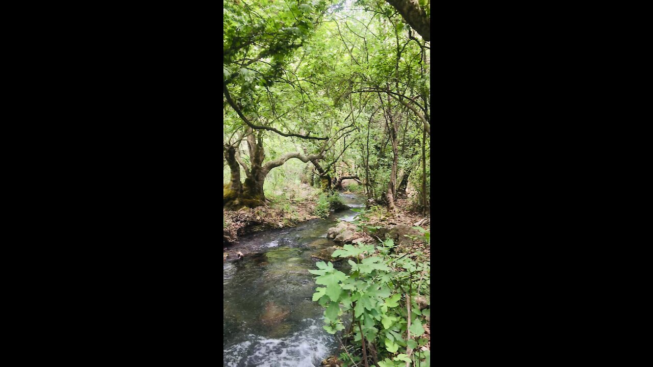 Old forest