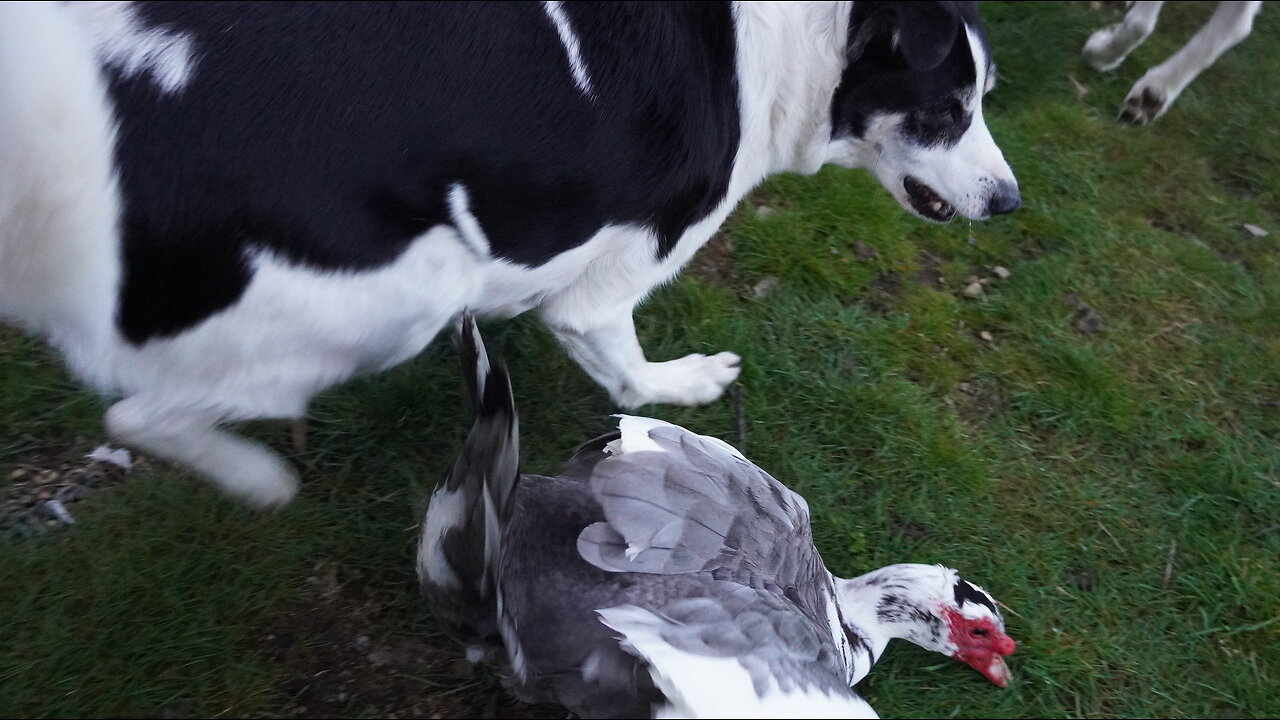 2 Dedicated Dogs Coordinate Their Herding Efforts