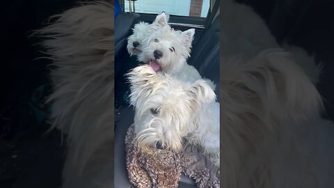 With the Kids on the Backseat #funny #dogs