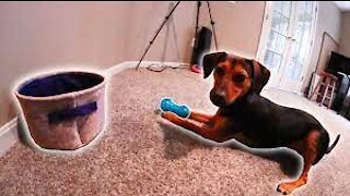 I Taught My Dog to do Insane Trick Shots