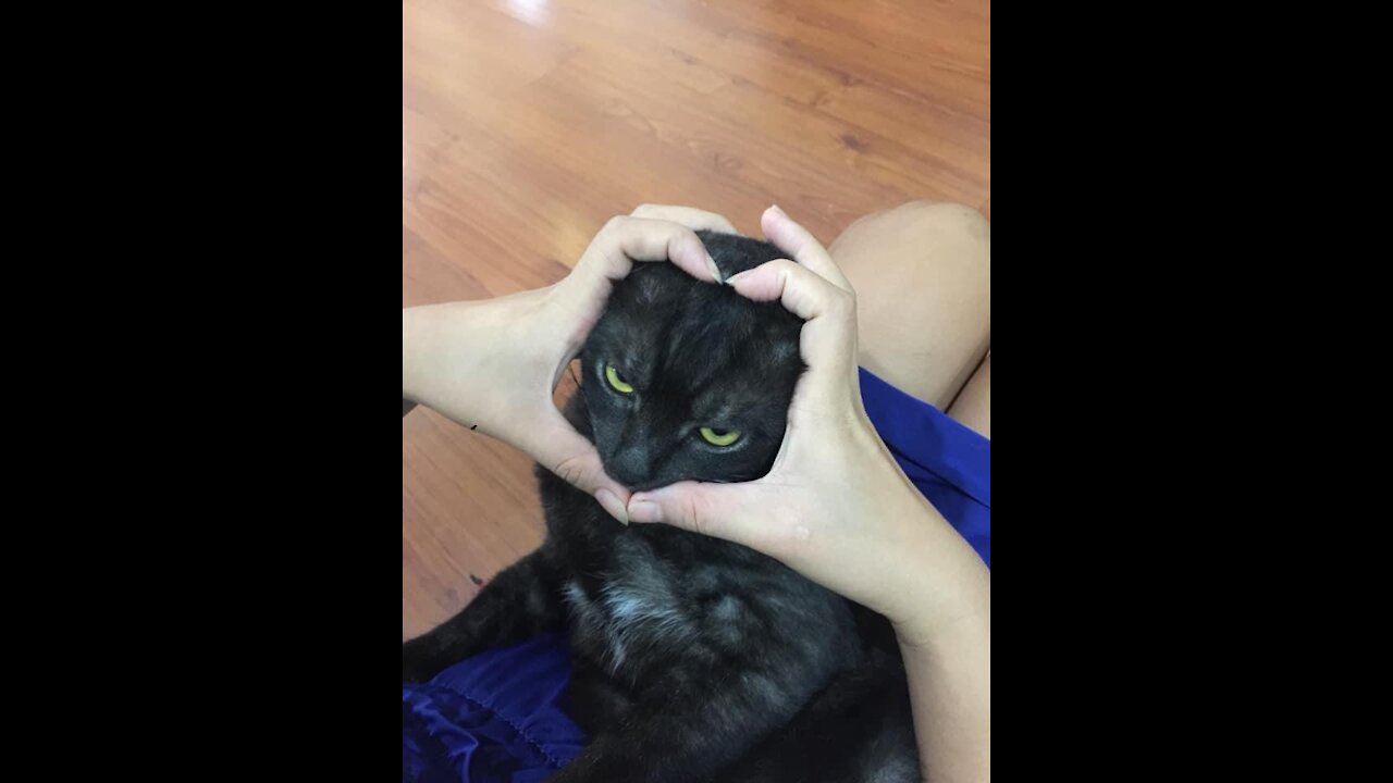 My cat