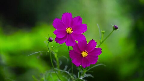 Flower and quitar #4k #nature