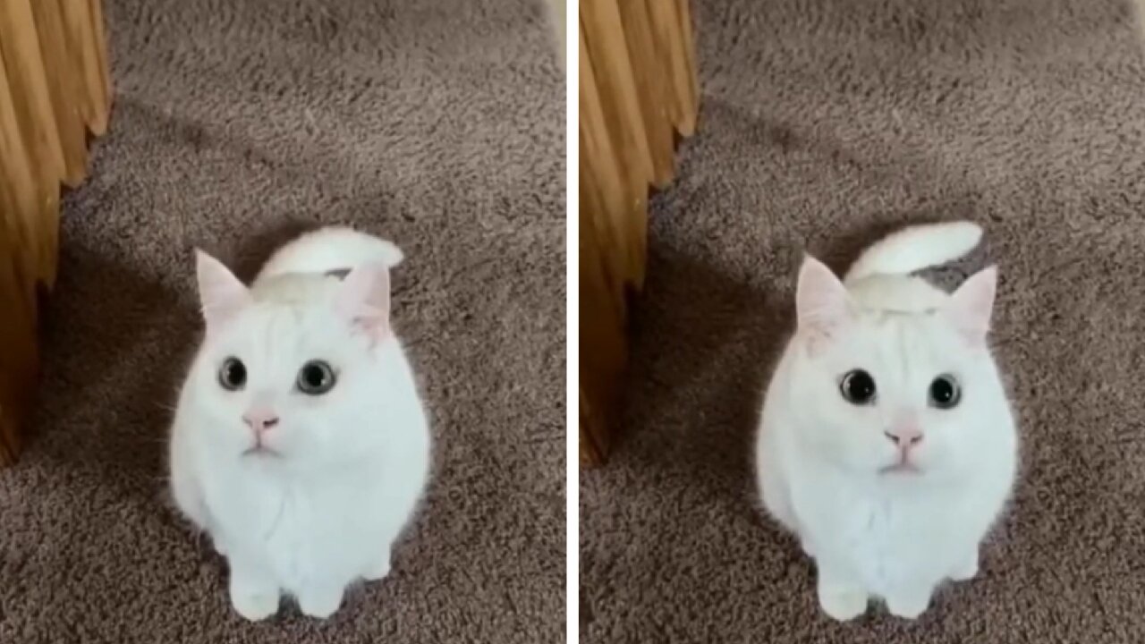 Cat Shaking His Head