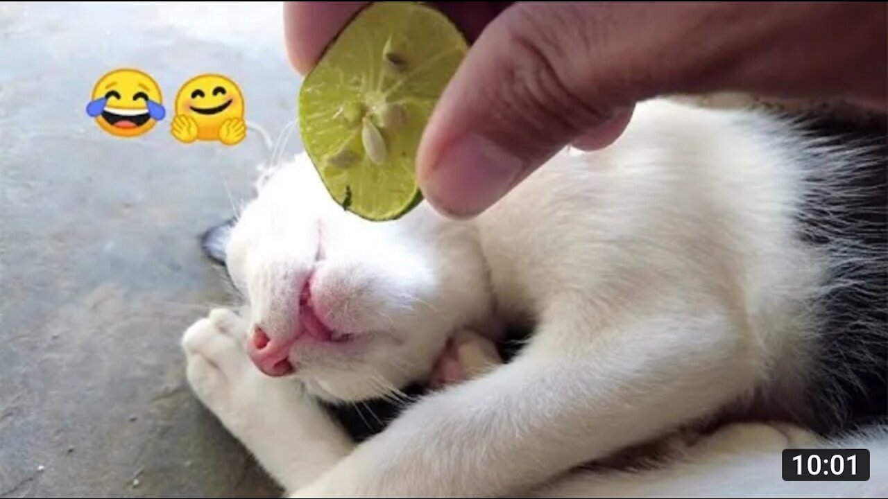 Must Watch Cat Videos 2021!😸-Beautiful Cats| YUFUS