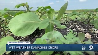 Farmers impacted by weeks of heavy rain, Tropical Storm Eta