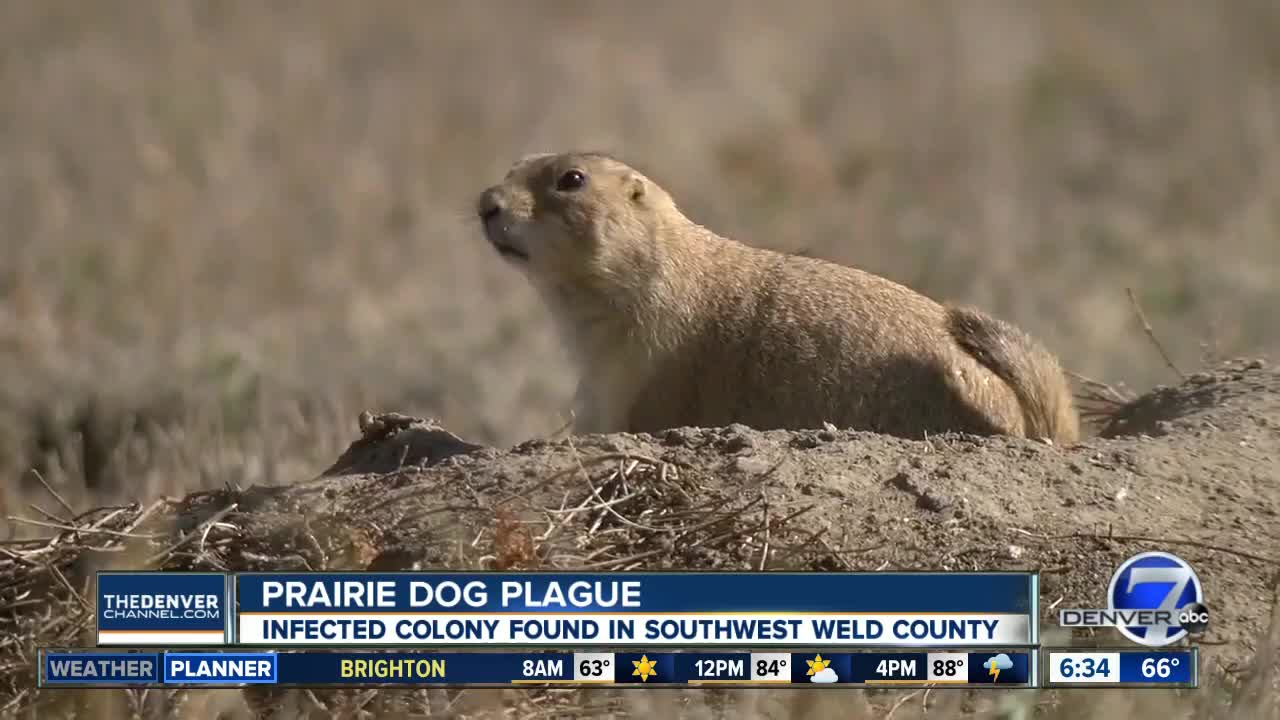 Plague results in mass die-offs in Weld County prairie dog colony