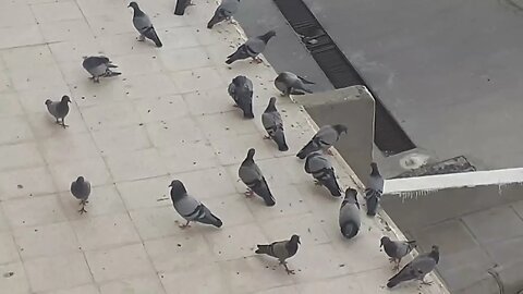 Pigeons in Makkah City, MashAllah