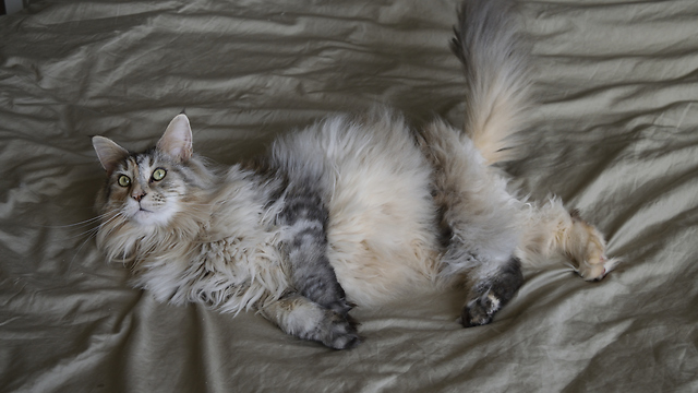 Maine Coon cat plays football - best goalkeeper in the world!