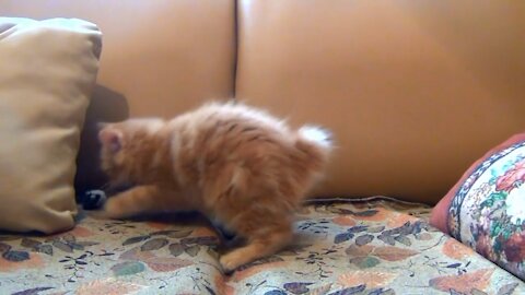 Kitten playing