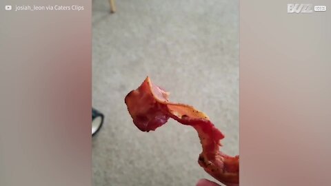 Hilarant: ce chien se réveille à l'odeur du bacon