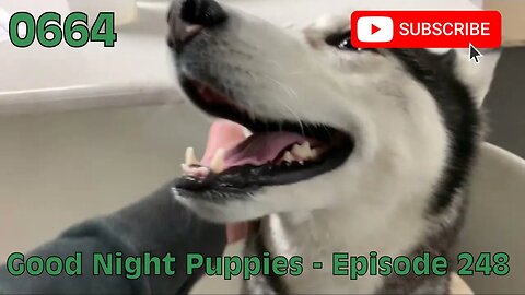 [0664] GOOD NIGHT PUPPIES - EPISODE 248 [#dogs #doggos #doggies #puppies #dogdaycare]