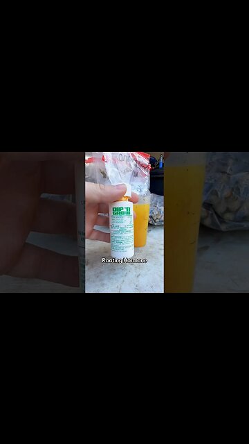 Avoid These Costly Mistakes in Rooting Cuttings! #Shorts #PropagationFails