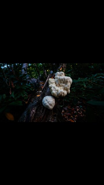 Massive Lion's Mane Mushroom! Medicinal properties / Benefits. Foraging Hericium. Bushcraft Fortnite