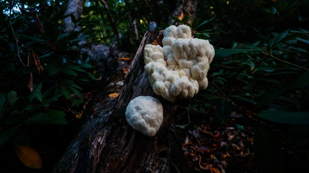 Massive Lion's Mane Mushroom! Medicinal properties / Benefits. Foraging Hericium. Bushcraft Fortnite