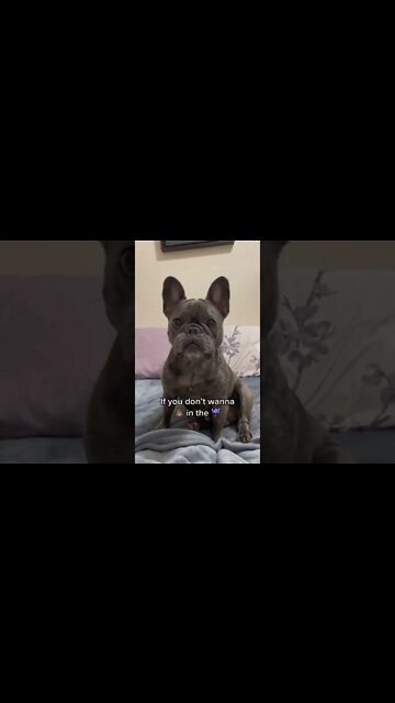 Smart Dogs and cutest 😍 #smartdog #cutedog