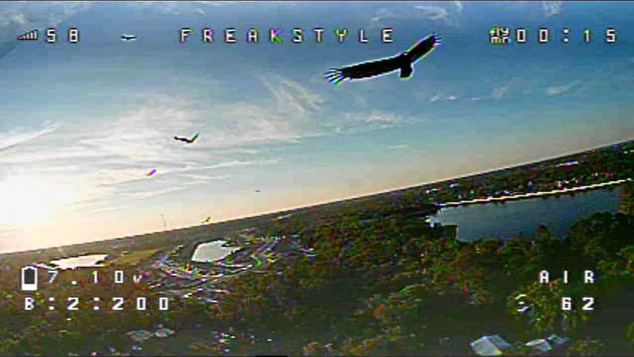 Flying with Vultures