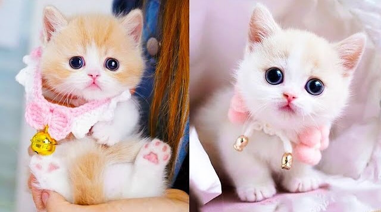 Cute and Funny Cat Videos Compilation (Part 1)