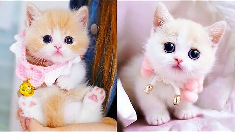 Cute and Funny Cat Videos Compilation (Part 1)