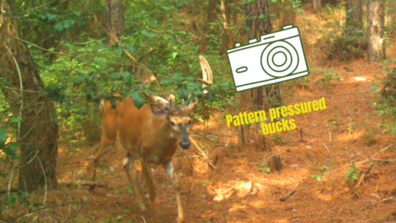 Patterning Mature Bucks