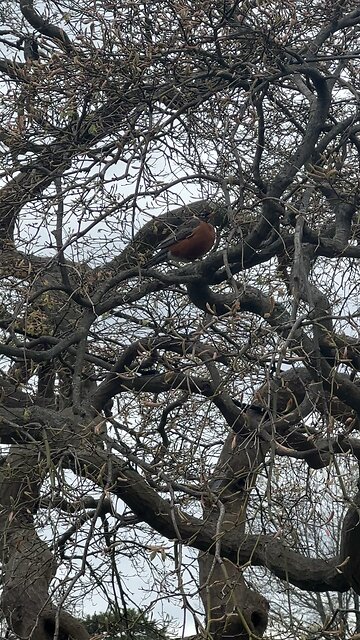Is it rude to ask birds if they are pregnant?