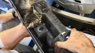 Gatinho encontrado preso nas peças de um carro