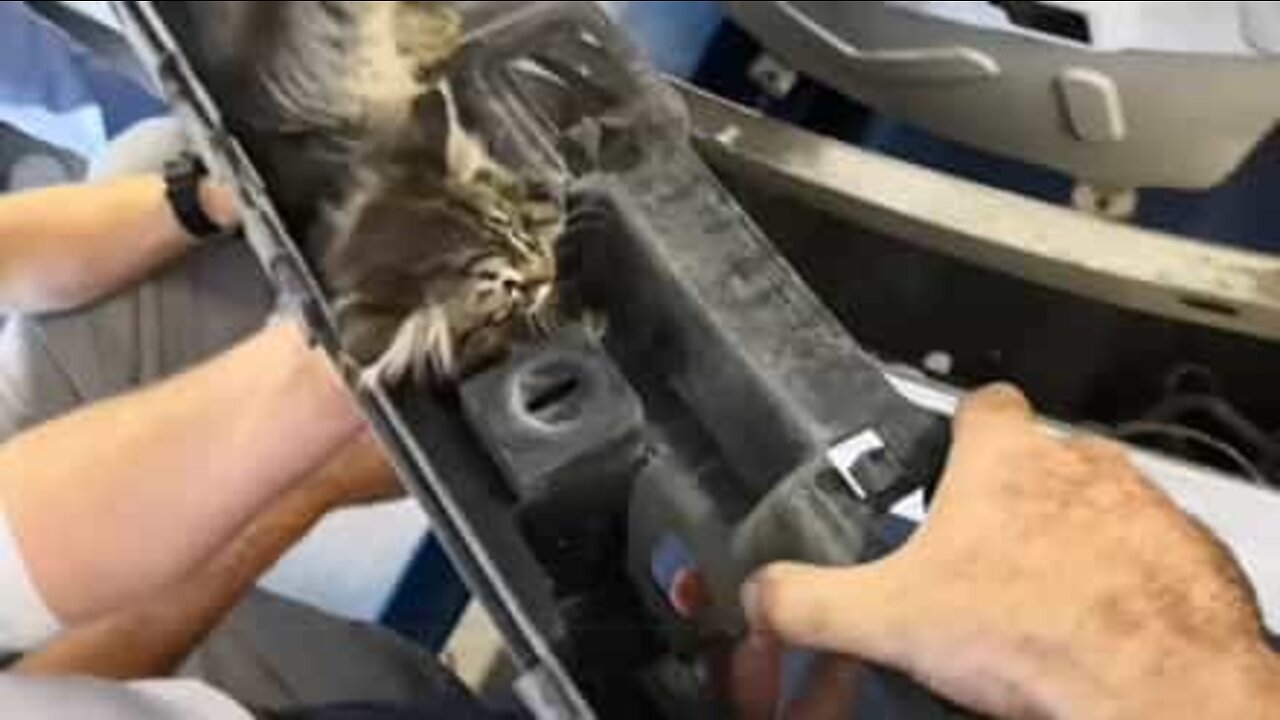 Gatinho encontrado preso nas peças de um carro