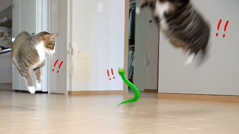 The funniest reaction of cutest family cats when they saw a toy snake - ( Very Funny)