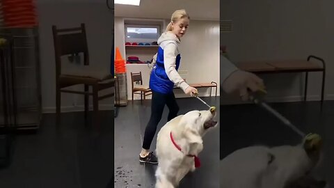 Dog dance with his owner #pet #viral #funnyvideo